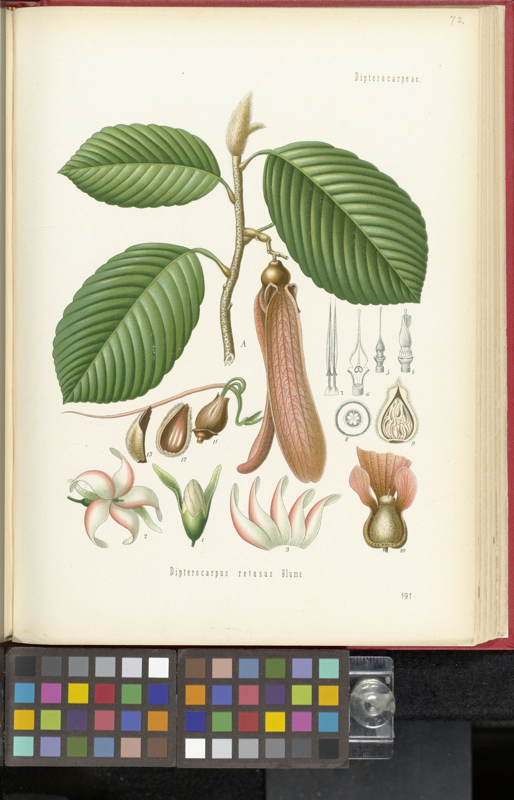 CHÒ NÂU
