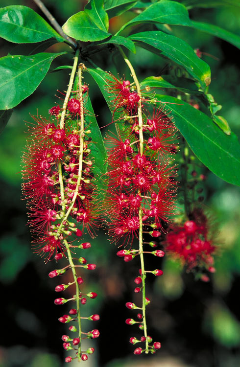 LỘC VỪNG